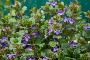 Gooi deze wilde planten niet langer weg: ze zijn eetbaar en vol voordelen