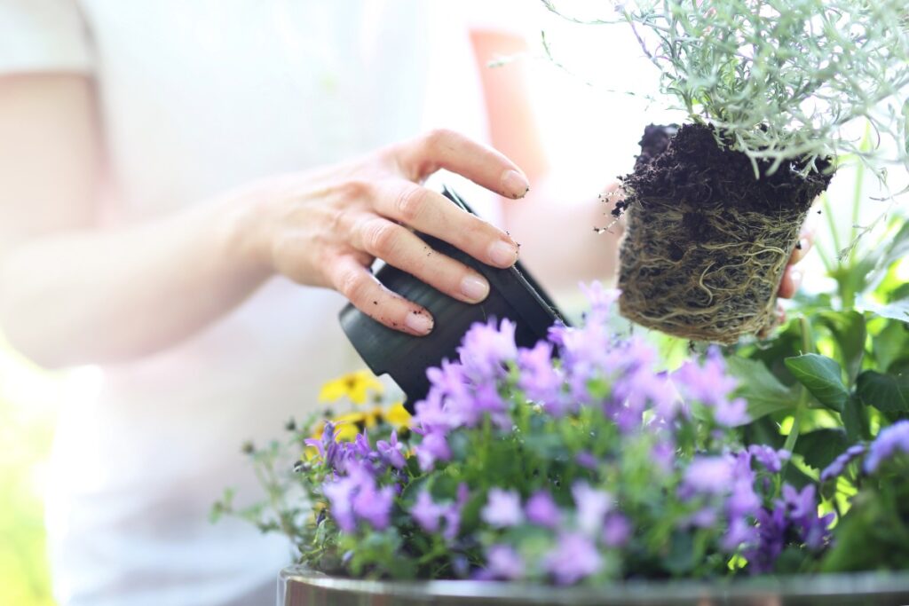planten 