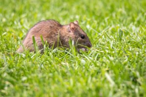 Deze geniale truc jaagt ratten in no time weg uit je tuin