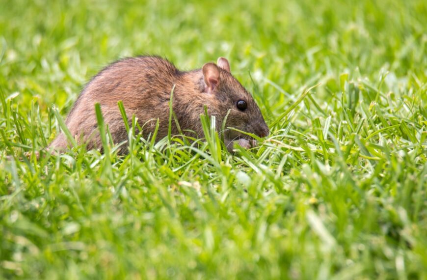 Deze geniale truc jaagt ratten in no time weg uit je tuin