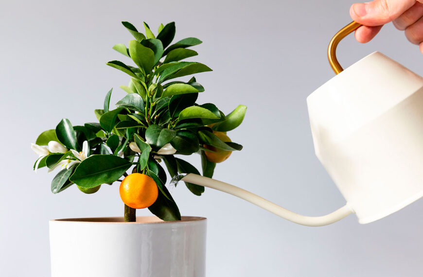 Deze meststof, bijgenaamd "gouden water", doet wonderen voor citrusvruchten, vooral citroenbomen