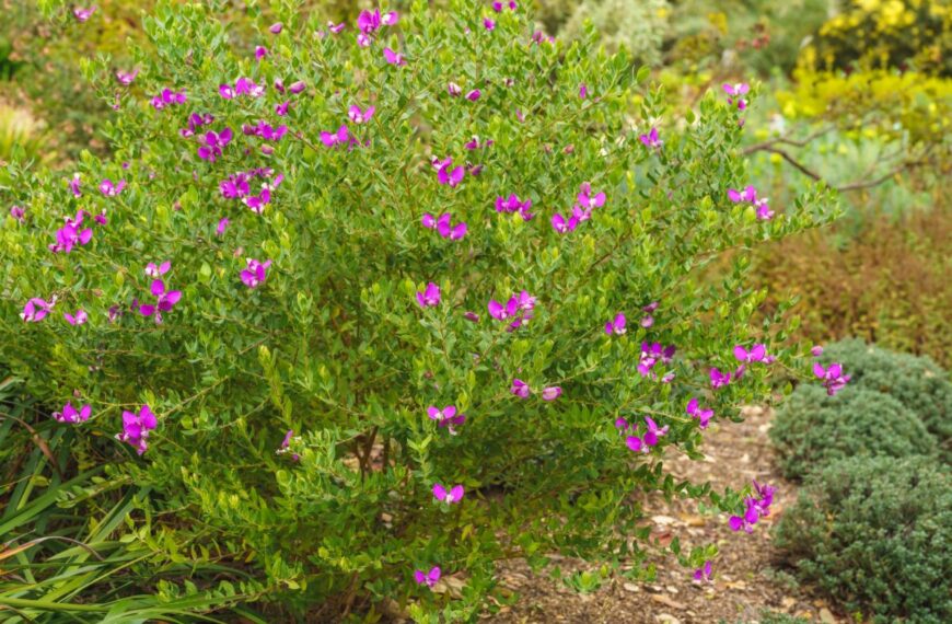 Deze onverwoestbare struik bloeit bijna het hele jaar door en zijn vlindervormige bloemen zijn een natuurlijk spektakel