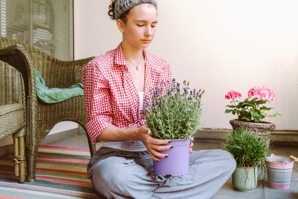 Lavendel