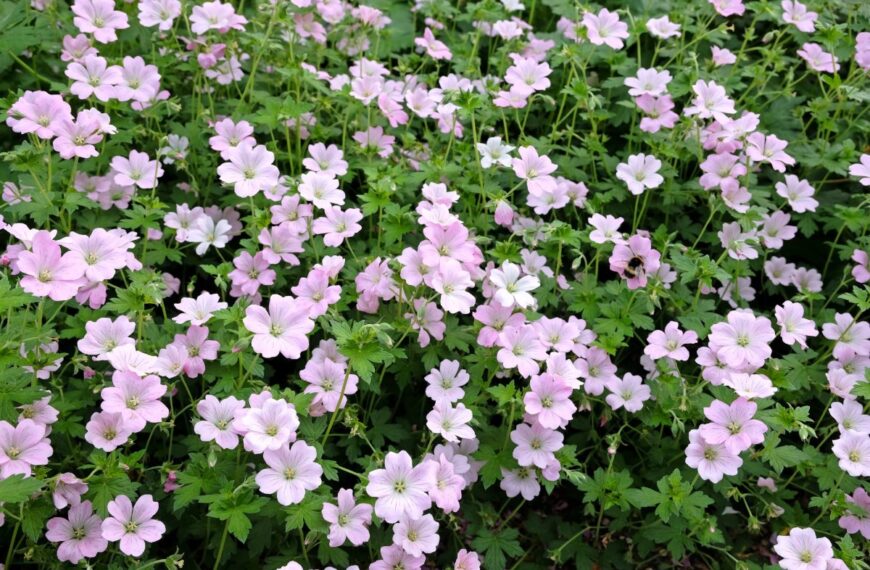 Top 6 onweerstaanbare overblijvende planten voor kleurrijke potten het hele jaar door