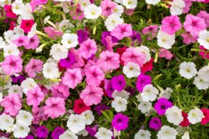 Ontdek deze 8 sterke bloemen om uw bloembakken in de lente te verfraaien