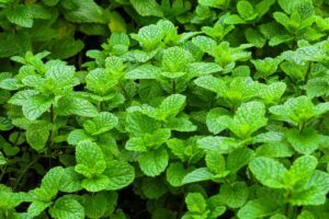 5 makkelijke buitenplanten om te vermeerderen vanuit stekjes