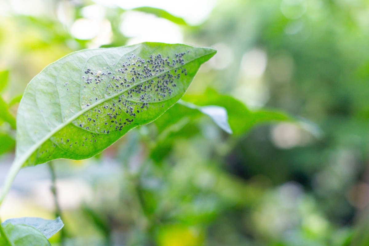 7 natuurlijke tips die echt werken om bladluizen in de tuin te verwijderen