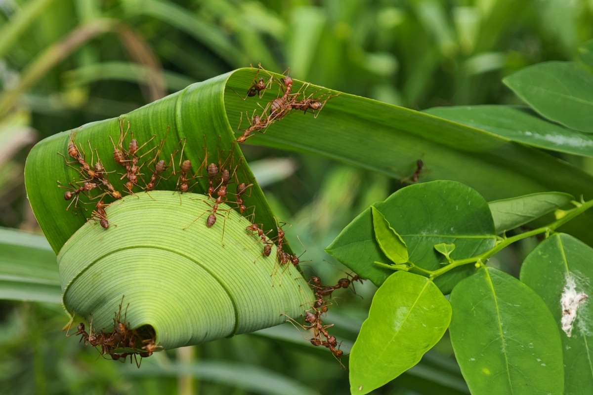 Mieren in de tuin: wat te doen of juist niet te doen als ze je planten binnenvallen