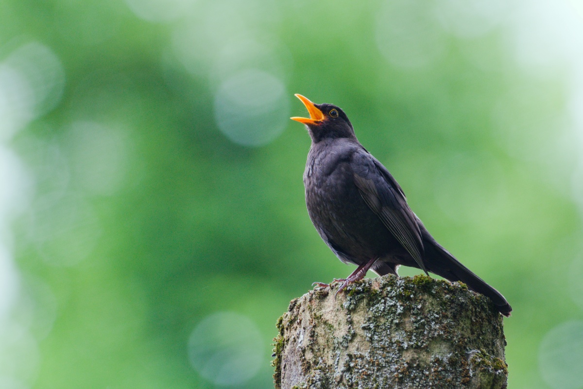 Vogels in de ochtend of avond: wat hun verschijning echt onthult