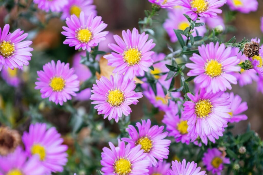 Deze vaste planten veranderen uw tuin voor jaren en zijn onderhoudsvrij!