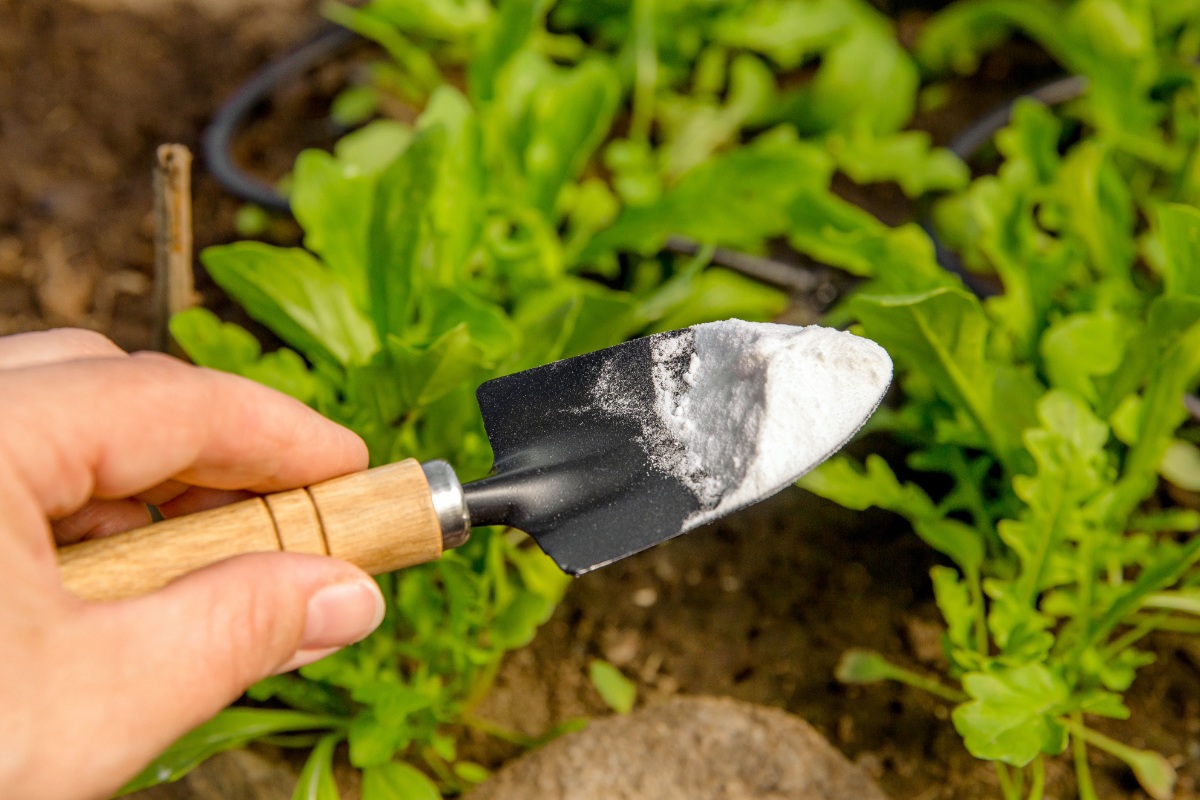 Baking soda in de tuin: het economische en natuurlijke wapen tegen insecten