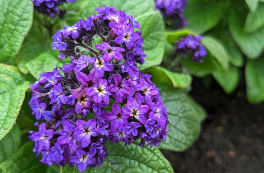 Deze bloem die van kleur verandert naar gelang het licht intrigeert tuiniers in mei