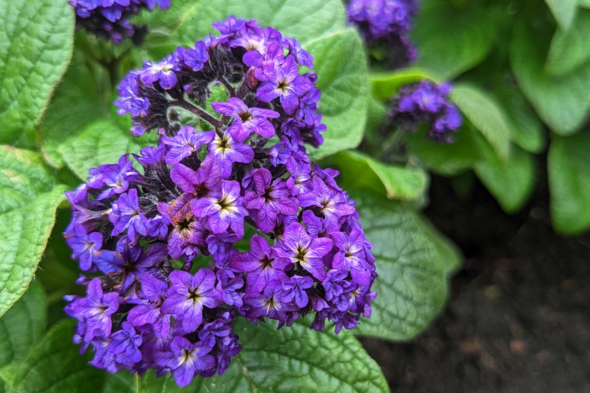Deze bloem die van kleur verandert naar gelang het licht intrigeert tuiniers in mei