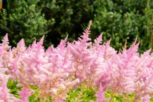 Deze vaste planten veranderen uw tuin voor jaren en zijn onderhoudsvrij!