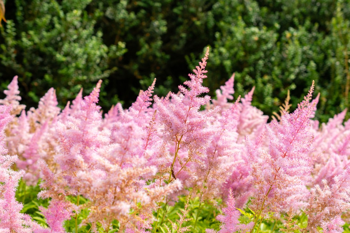 Deze vaste planten veranderen uw tuin voor jaren en zijn onderhoudsvrij!