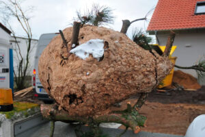 Een van de grootste Aziatische horzelnesten ooit gevonden in Duitsland