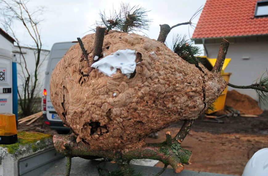 Een van de grootste Aziatische horzelnesten ooit gevonden in Duitsland