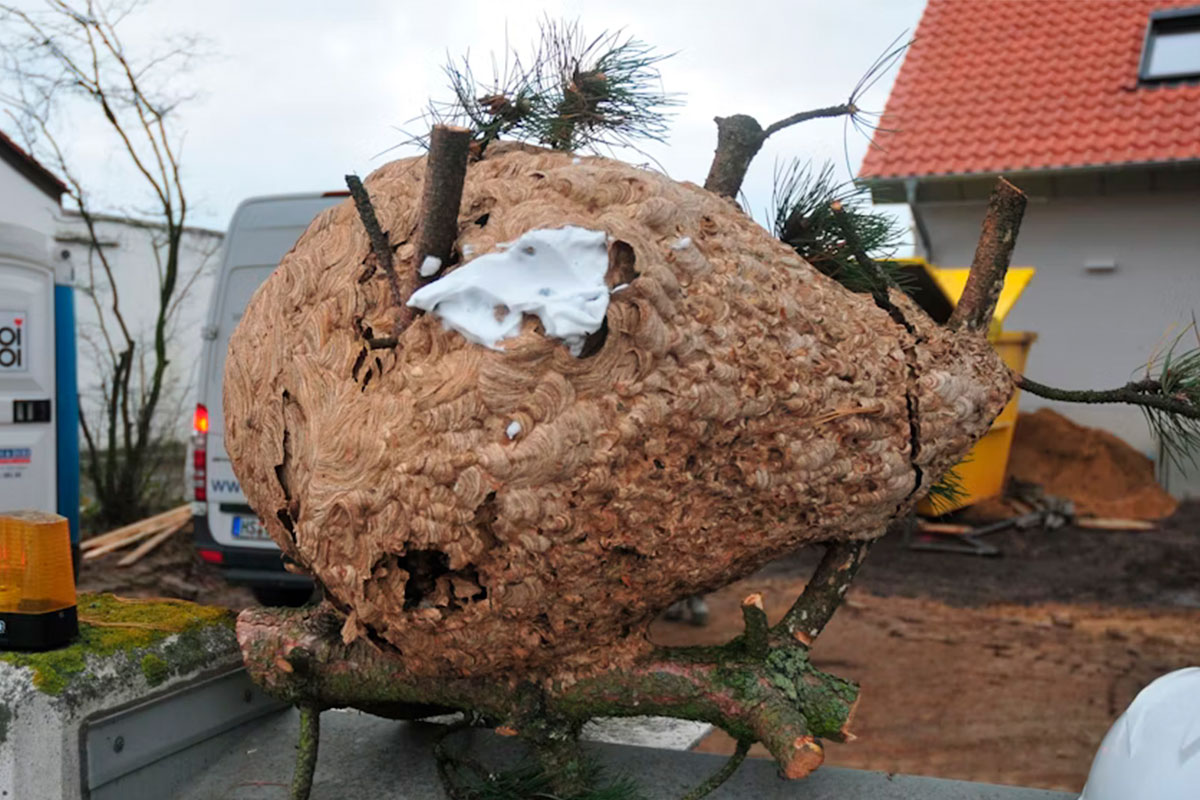 Een van de grootste Aziatische horzelnesten ooit gevonden in Duitsland