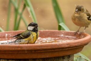 Hier moet u uw vogelbad plaatsen zodat de vogels vaker (en gezonder) terugkomen
