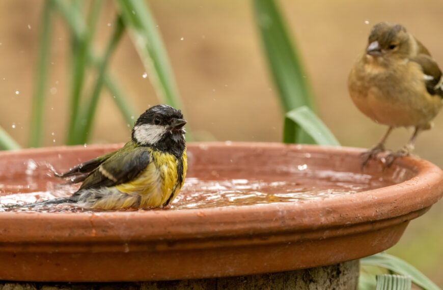 Hier moet u uw vogelbad plaatsen zodat de vogels vaker (en gezonder) terugkomen