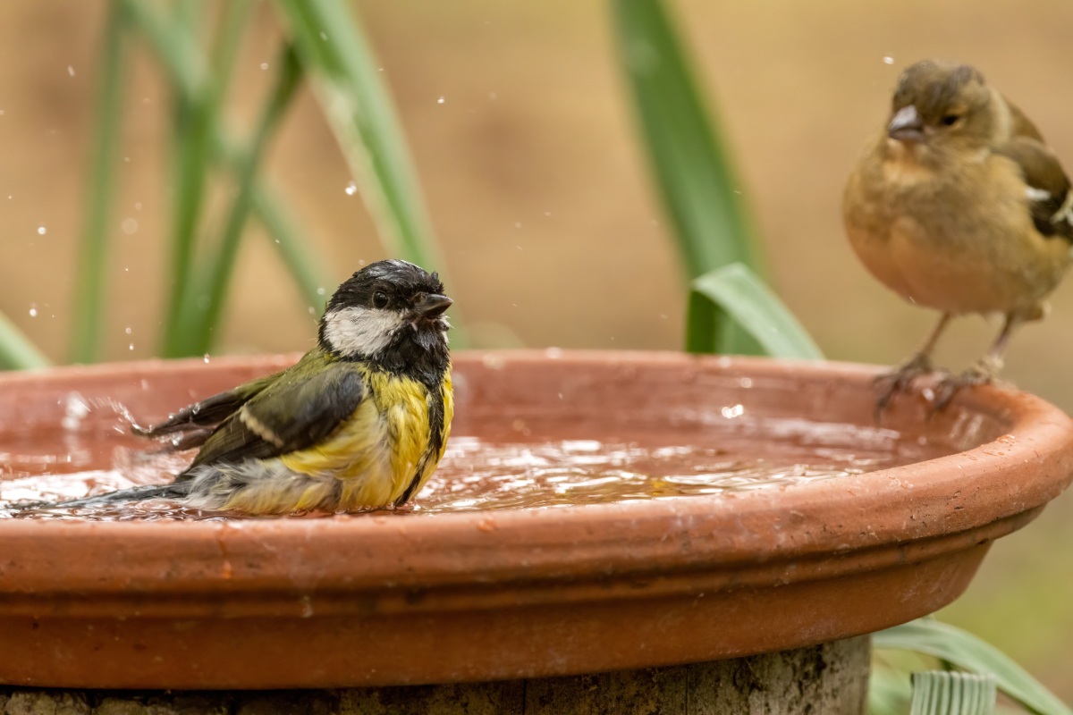 Hier moet u uw vogelbad plaatsen zodat de vogels vaker (en gezonder) terugkomen