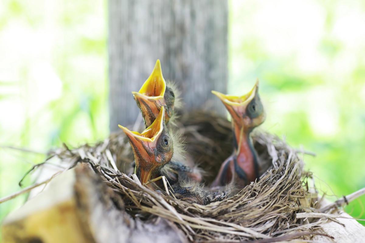 Jonge vogels gevallen uit het nest in mei: wat u vooral niet moet doen als u er een vindt