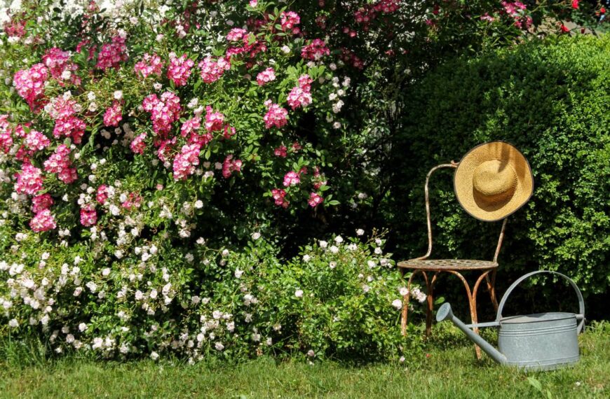Rozenstruiken: hoe je volgens experts de perfecte plek vindt om ze te planten