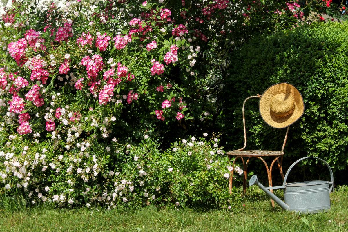 Rozenstruiken: hoe je volgens experts de perfecte plek vindt om ze te planten