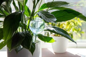 5 planten die op natuurlijke wijze vocht uit huis verwijderen