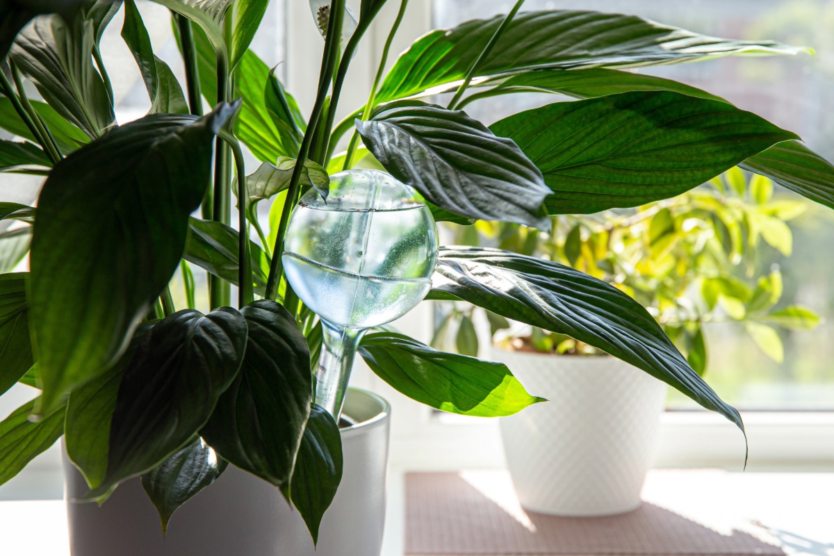 5 planten die op natuurlijke wijze vocht uit huis verwijderen