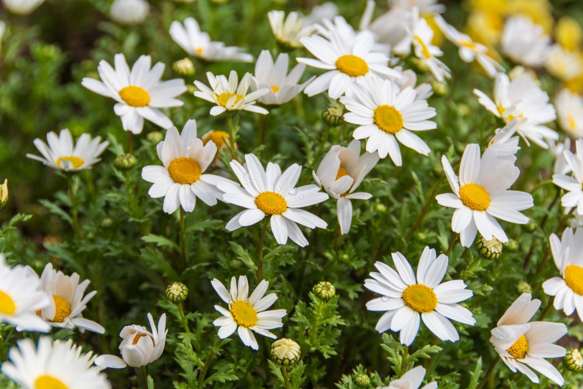 Als uw gazon bedekt is met madeliefjes, stuurt uw tuin u een boodschap