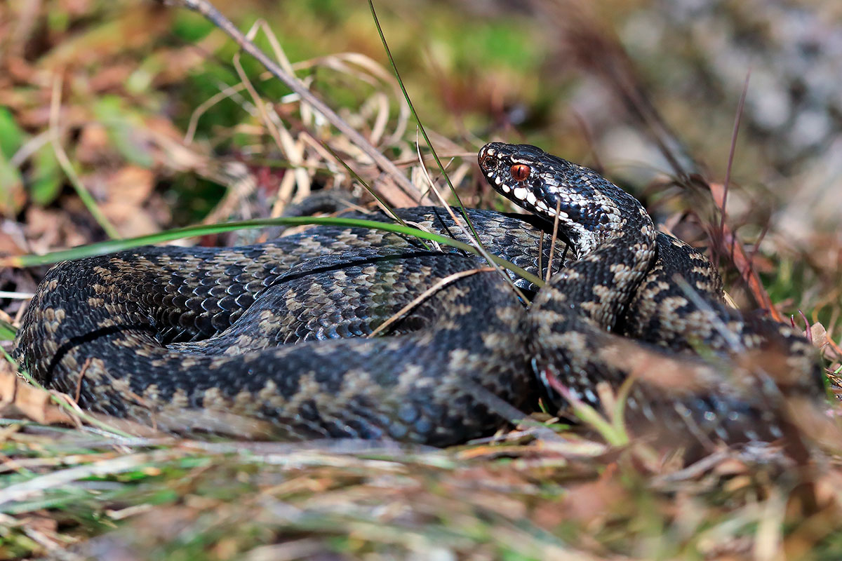 Bij warm weer verstoppen adders zich onder dit veelvoorkomende tuinobject