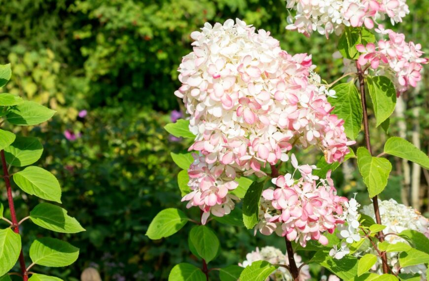 Bruine vlekken op uw hortensia's? Drie eenvoudige trucs om meteen te proberen