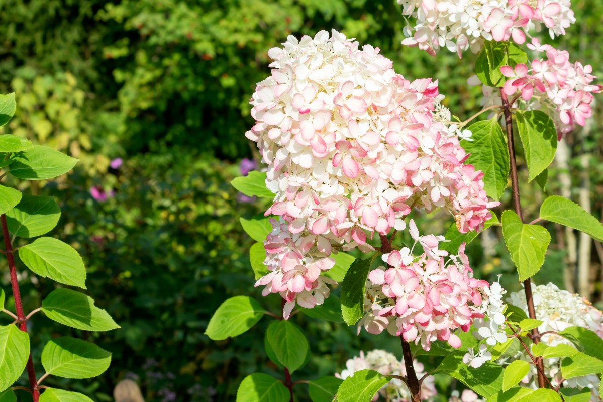 Bruine vlekken op uw hortensia's? Drie eenvoudige trucs om meteen te proberen