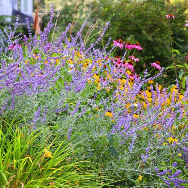 Combineer deze planten in de tuin: ze groeien beter samen volgens tuinbouwers