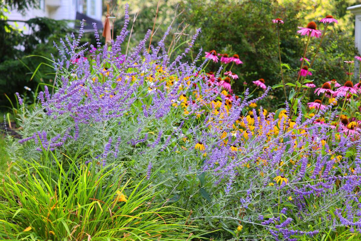 Combineer deze planten in de tuin: ze groeien beter samen volgens tuinbouwers