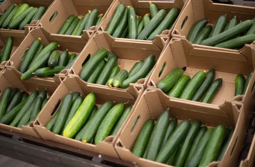 Deze komkommers zitten vol met pesticiden… en ze komen niet uit Spanje