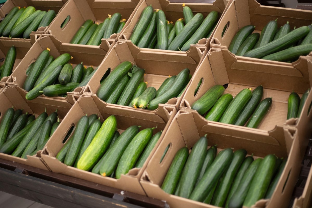 Deze komkommers zitten vol met pesticiden… en ze komen niet uit Spanje