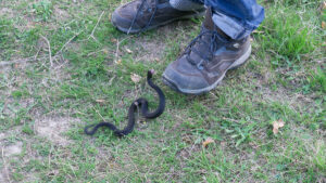 Dit is het moment van de dag waarop adders het gevaarlijkst zijn in de tuin