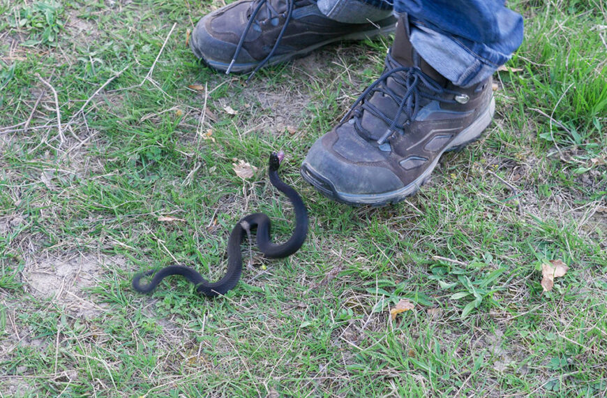 Dit is het moment van de dag waarop adders het gevaarlijkst zijn in de tuin