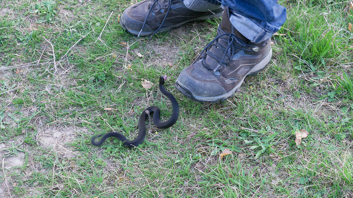 Dit is het moment van de dag waarop adders het gevaarlijkst zijn in de tuin