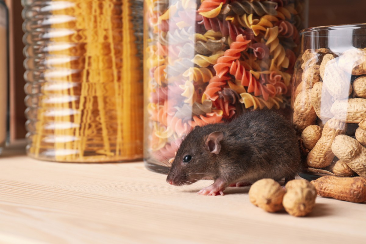 Dit veelgebruikte keukenproduct is effectief tegen ratten in de tuin