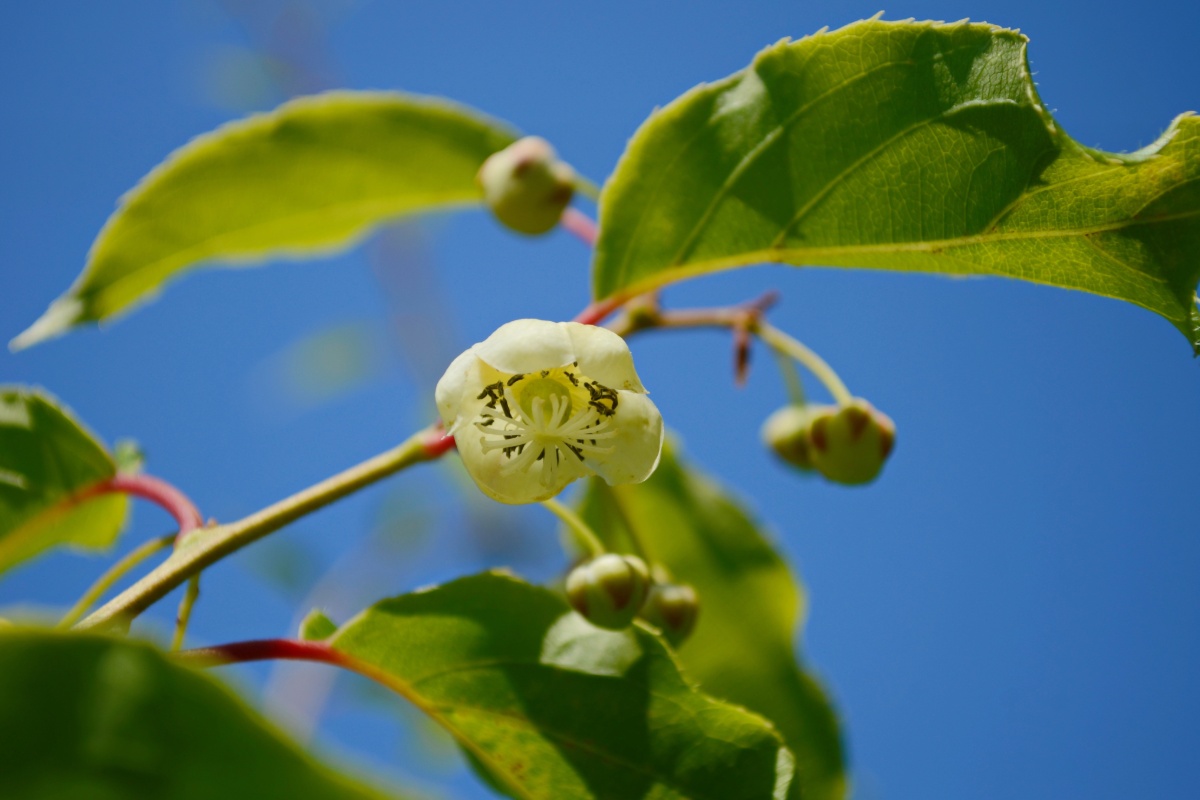 Een veelvoorkomend fruit, een onbekende boom: Wie herinnert zich nog zijn naam