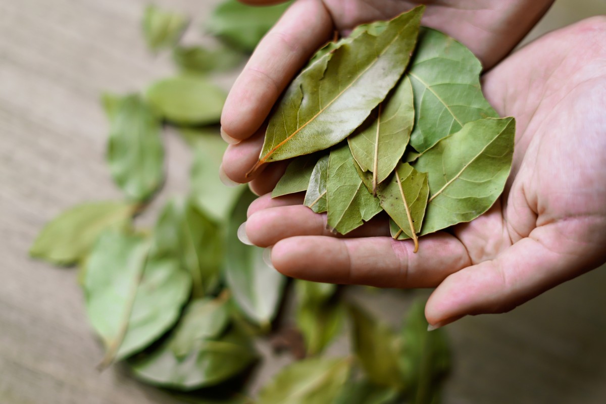 Gebruik laurierbladeren voor een natuurlijke en effectieve reiniging van je interieur