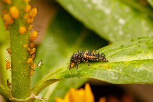 Hoe je lieveheersbeestjes aantrekt en bondgenoten maakt in de tuin