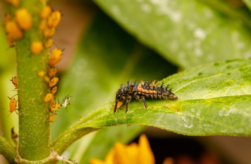 Hoe je lieveheersbeestjes aantrekt en bondgenoten maakt in de tuin