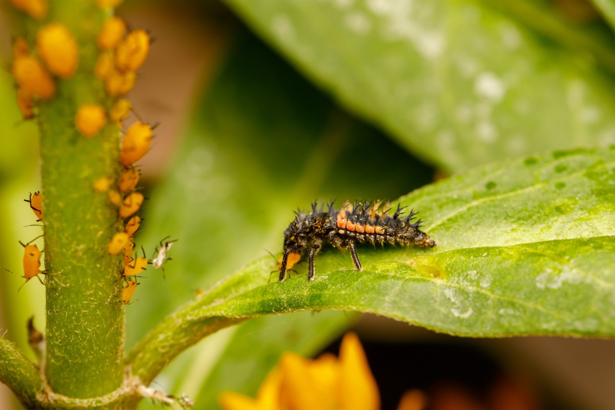 Hoe je lieveheersbeestjes aantrekt en bondgenoten maakt in de tuin