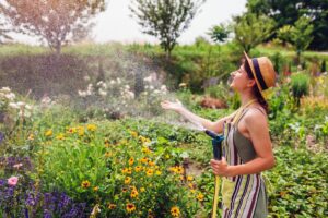 Moet je de planten 's ochtends of 's avonds water geven? Hier is eindelijk het juiste antwoord
