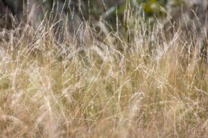 Tuin: deze invasieve plant kan uw bloembedden ruïneren, waarschuwt een tuinier