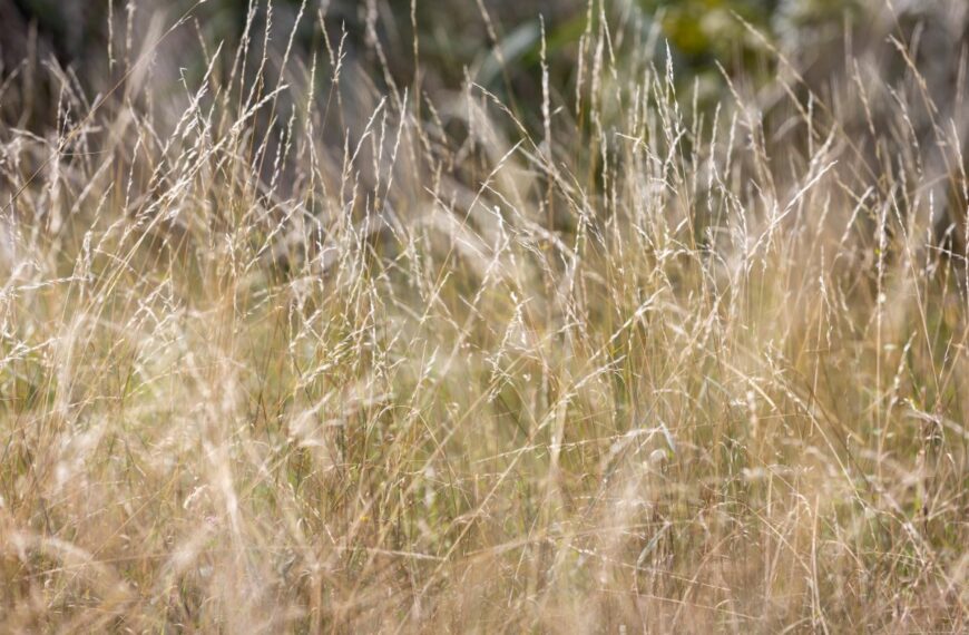Tuin: deze invasieve plant kan uw bloembedden ruïneren, waarschuwt een tuinier